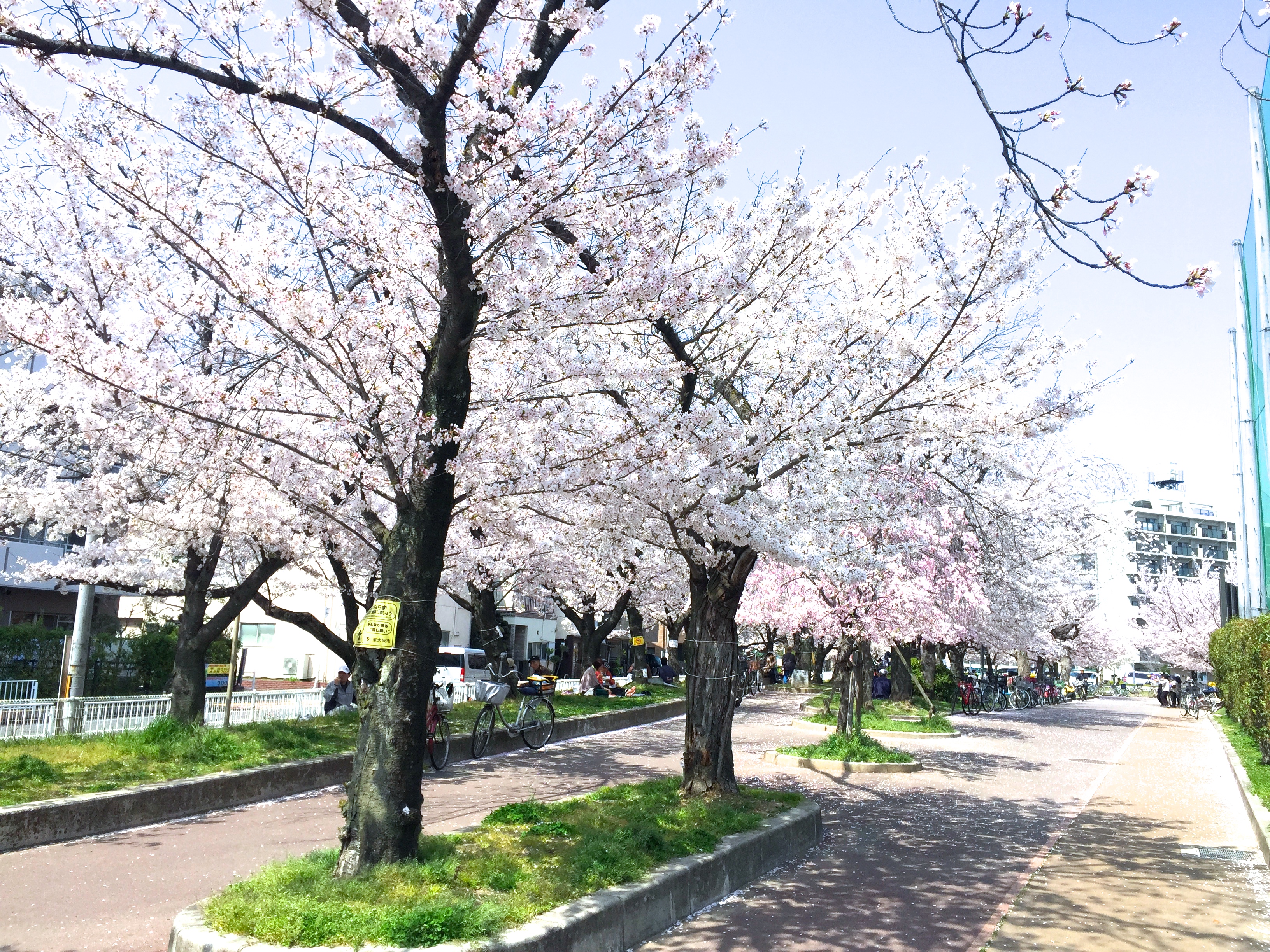 金岡公園桜並木道